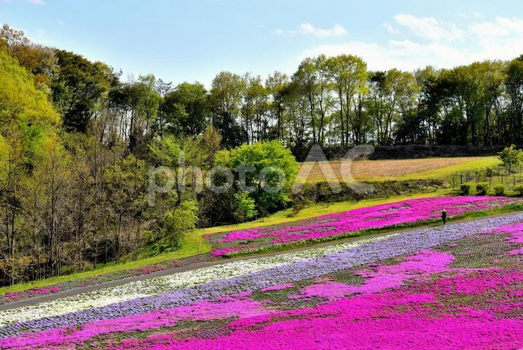 市貝の芝桜（栃木） 芝桜,風景,春の写真素材