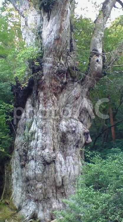時を経て変わらずそこにあるもの 屋久島,縄文杉,大木の写真素材