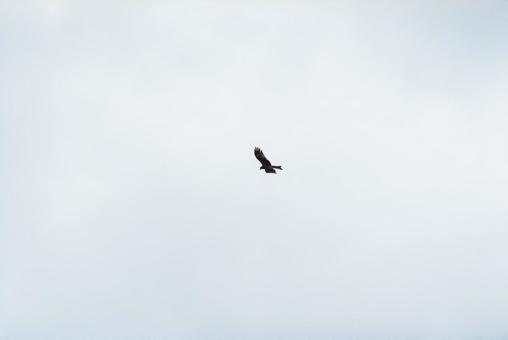 A black kite gracefully flying through the sky, JPG A black kite gracefully flying through the sky, JPG