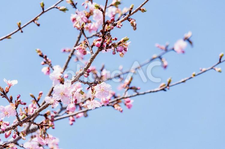 一足早い春を告げる早咲きの桜の花 春,花,青空の写真素材