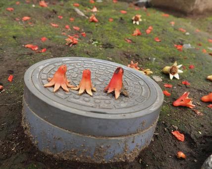 ザクロの花 花,ザクロ,柘榴の写真素材