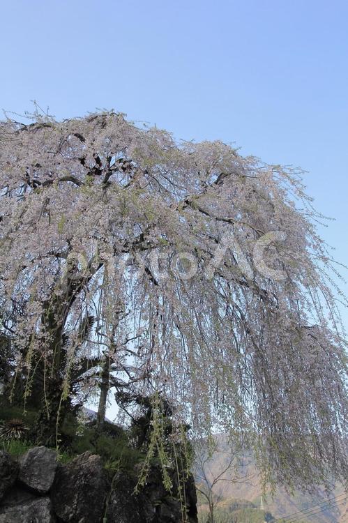 高知県　大石家のしだれ桜 しだれ桜,大石家のしだれ桜,桜の写真素材