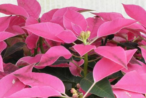 ポインセチア ポインセチア,ピンク,冬の写真素材