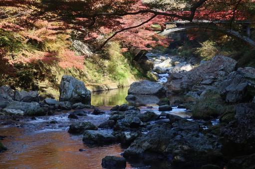 錦雲橋の紅葉 11月,秋,紅葉の写真素材