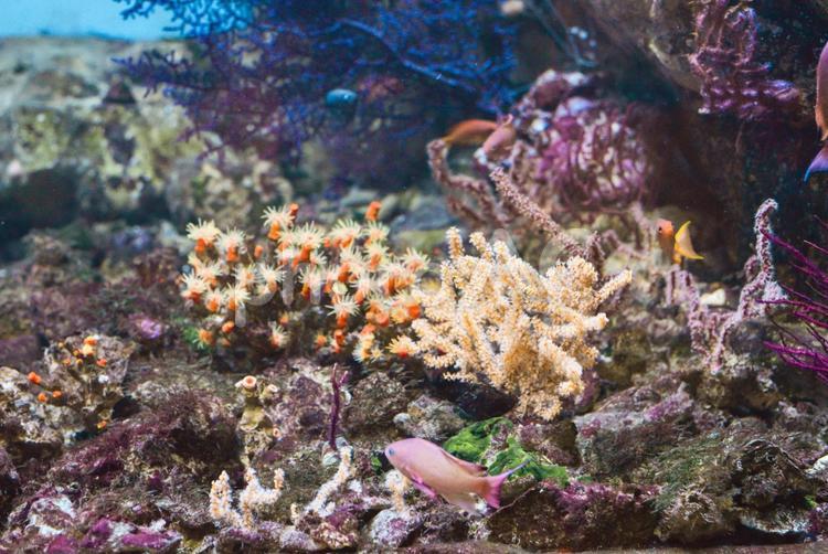 水族館の水槽で泳ぐ魚 水族館,海,魚の写真素材