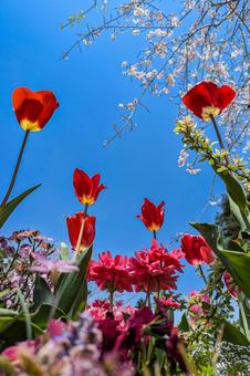 Tulips, JPG
