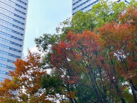 オフィス街のビルと美しい紅葉 紅葉,ビル,秋の写真素材