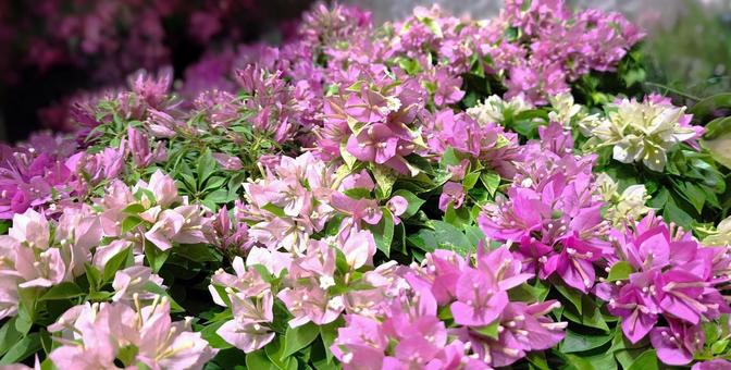 ブーゲンビリア ブーゲンビリアの写真