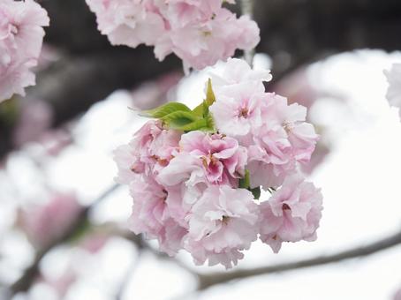桜の花 桜,桜の花,春の写真素材