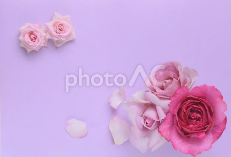 薔薇の花の背景、バラの花のフレーム 薔薇,薔薇の花,花の写真素材