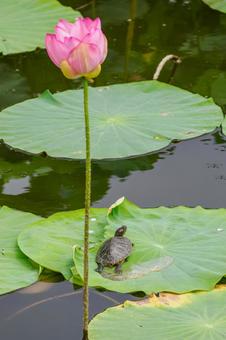 Photo, turtle, mississippi red turtle, green turtle, 