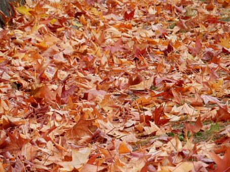 【風景写真】晩秋の風景 落ち葉,植物,季節の写真素材