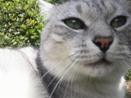 ふっくらしている猫 ふっくらしている猫の写真
