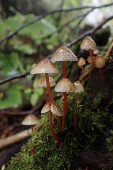 きのこ　アカチシオタケ きのこ,キノコ,菌類の写真素材