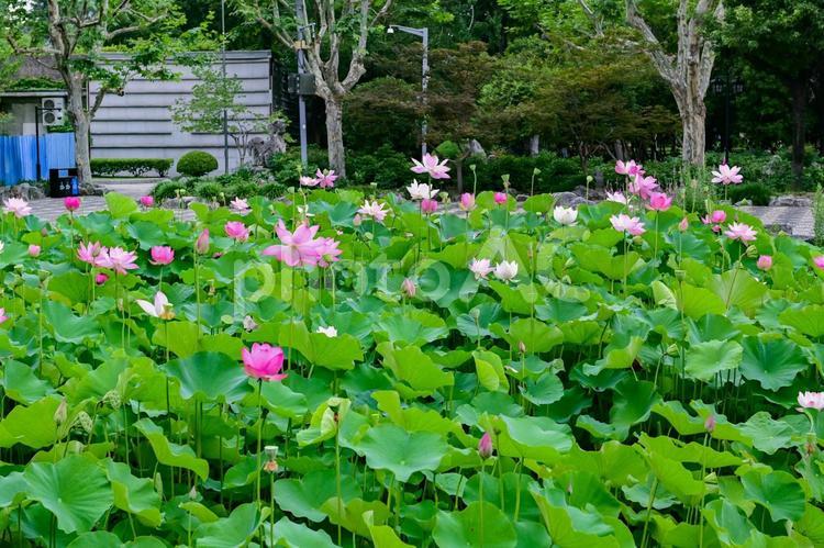 上海・復興公園の蓮池 蓮,蓮池,花の写真素材
