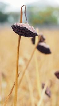 ハスの実｜はす｜蓮 ハス,蓮,はすの写真素材