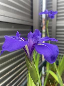 カキツバタ カキツバタの写真