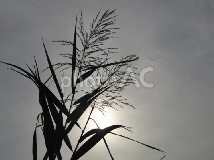 セイバンモロコシのシルエット セイバンモロコシ,穂,茎の写真素材