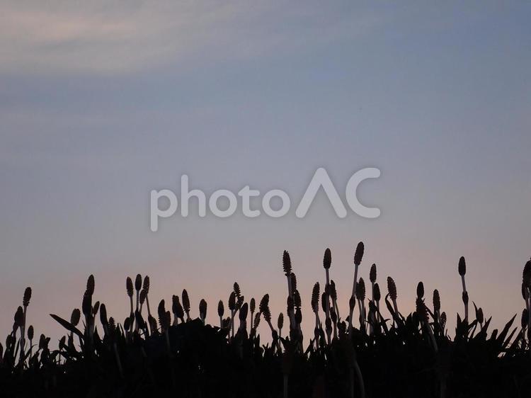つくしのシルエット つくし,植物,春の写真素材