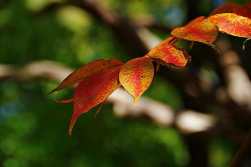 紅葉しかけたハゼノキ 紅葉しかけたハゼノキ ハゼノキ,櫨の木,葉の写真素材