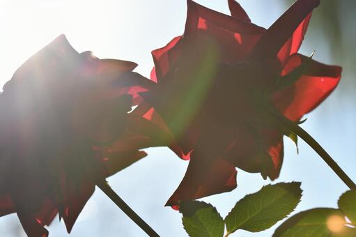 薔薇 薔薇の写真