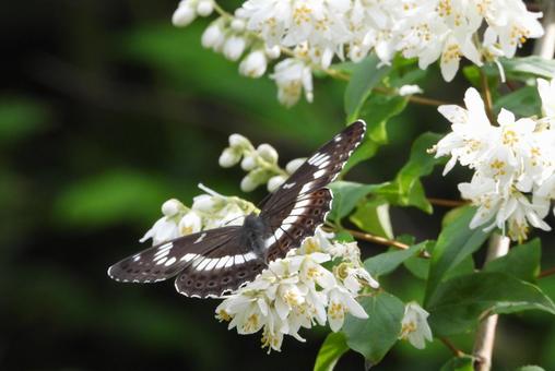 ウツギの花にアサマイチモンジ(蝶々) ウツギの花にアサマイチモンジ(蝶々)の写真