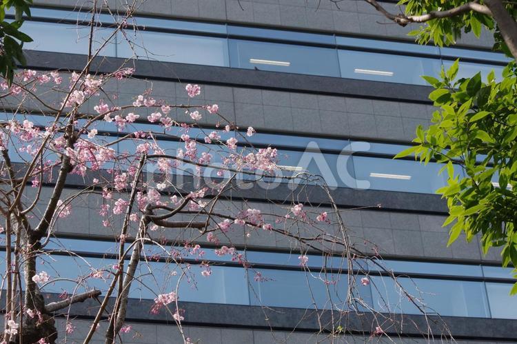 枝垂れ桜 枝垂れ桜,咲く,花の写真素材