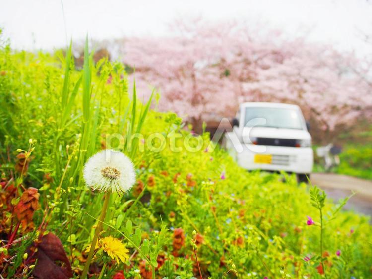 日本の田舎の春01 4月,spring,さくらの写真素材