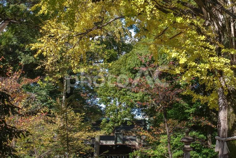 紅葉した銀杏が最盛期の東京赤坂氷川神社 イチョウ,伝統的な,境内の写真素材