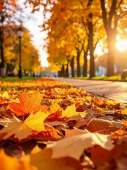 紅葉 紅葉の写真