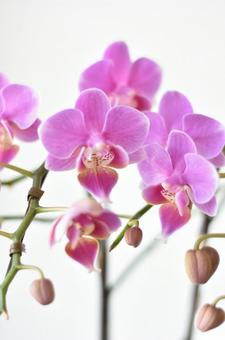 胡蝶蘭　コチョウランの写真