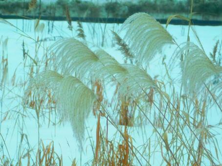 冬、積雪の中のススキ 冬、積雪の中のススキの写真