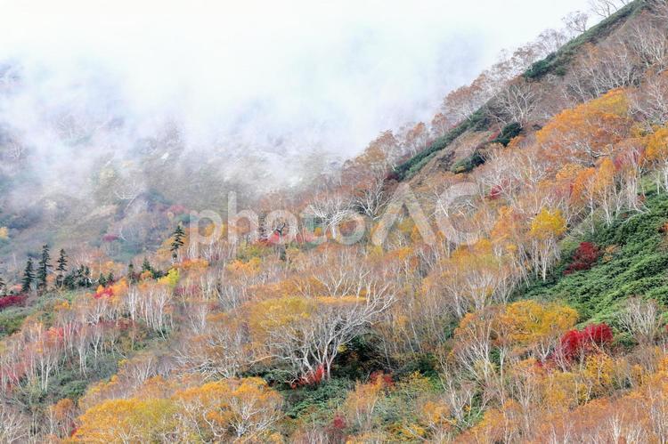 深まりゆく秋の栂池高原 自然,風景,季節の写真素材