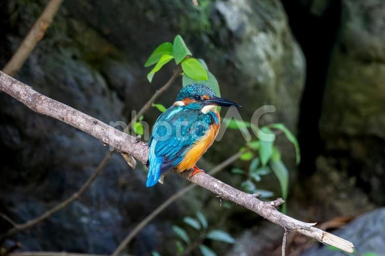 枝にとまるカワセミ カワセミ,野鳥,鳥の写真素材