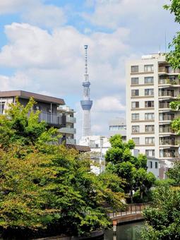 初秋の横十間川＆東京スカイツリー・江東区 初秋,横十間川,東京都の写真素材