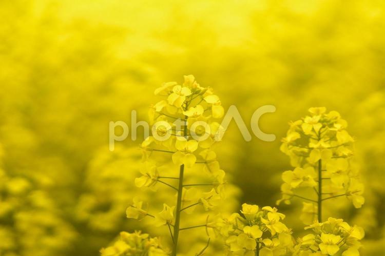 黄色く染まった北国の絶景 菜の花畑,旅行,夏の写真素材