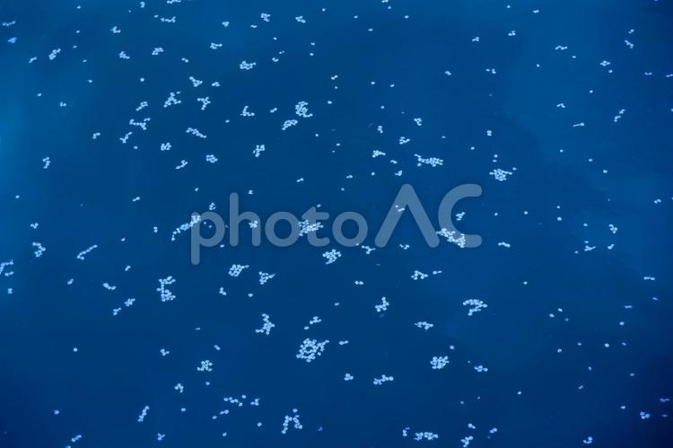 水面に浮かぶ桜の花びら 桜,サクラ,花びらの写真素材
