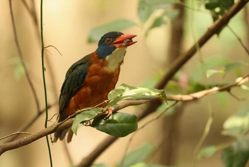 チャバラショウビン チャバラショウビン チャバラショウビン,翡翠,野鳥の写真素材