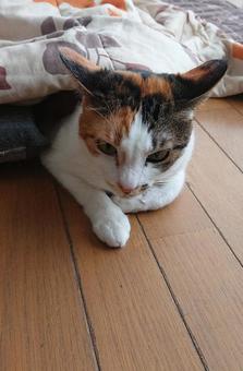 こたつの有り難さを理解した猫 こたつの有り難さを理解した猫 猫,冬,寒さの写真素材