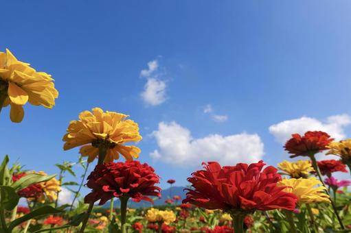 青空と百日草 青空と百日草の写真