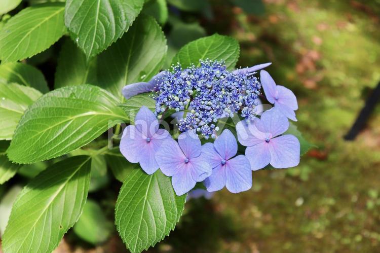 紫陽花　あじさい　アジサイ アジサイ,紫陽花,あじさいの写真素材