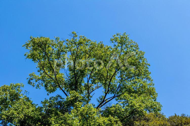 真夏の青空の下の木々 空,木,自然の写真素材