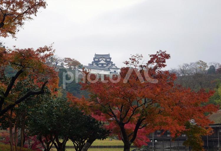 彦根城玄宮園紅葉2 紅葉,彦根城,玄宮園の写真素材