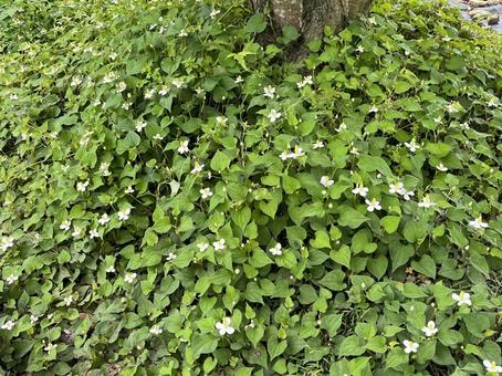 ドクダミ ドクダミ ドクダミ,雑草,薬草の写真素材