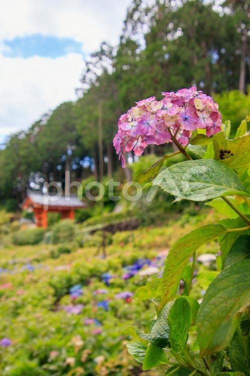 紫色の美しいアジサイ 梅雨,梅雨明け,あじさいの写真素材
