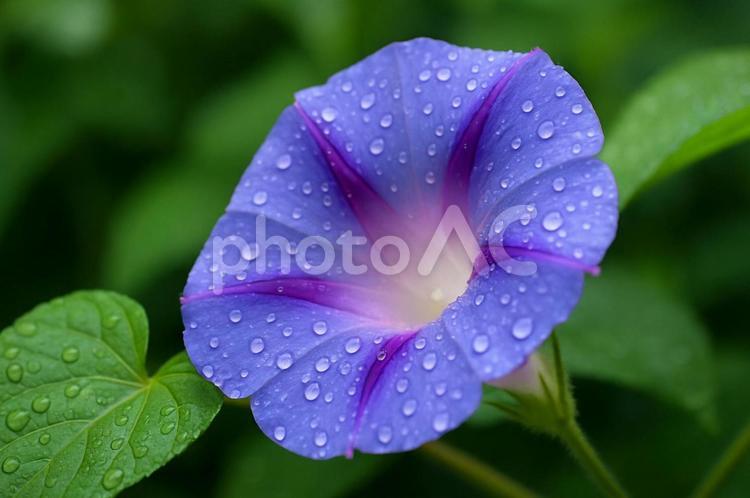 雨粒滴る朝顔 アサガオ,朝顔,花の写真素材