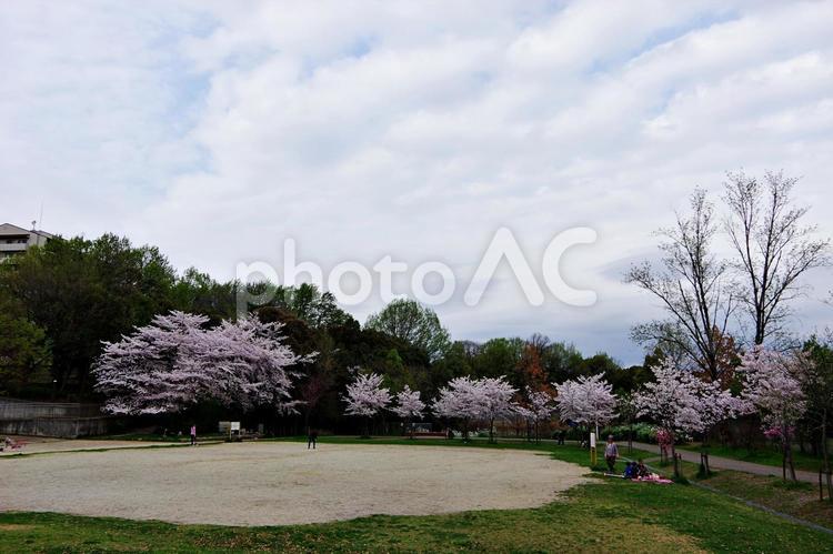 桜咲く公園風景 サクラ,桜,ソメイヨシノの写真素材