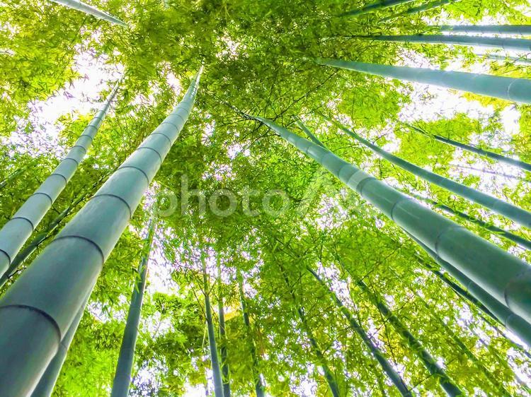 竹林を見上げる 竹林,見上げる,下からの写真素材