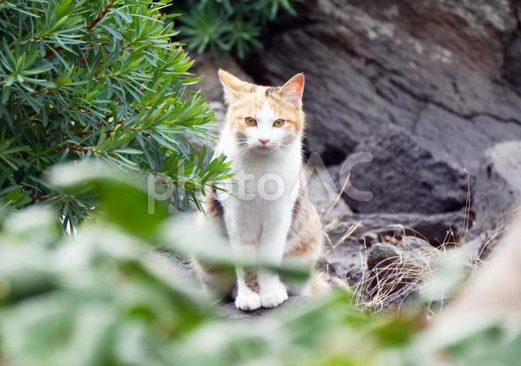 お座りをする野良猫 野良猫,のらねこ,ノラ猫の写真素材