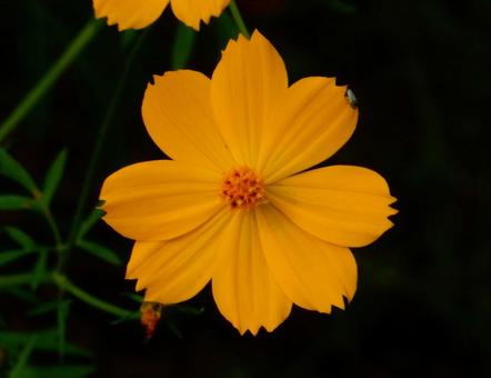 【花の写真】コスモス（秋桜） コスモス,秋桜,自然の写真素材
